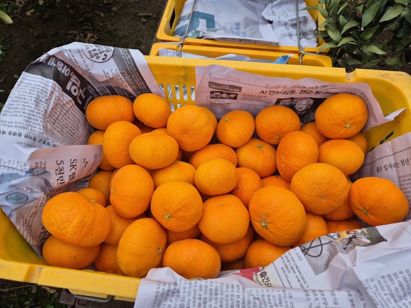 실제 수확 현장 3