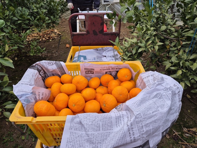 실제 수확 현장 4